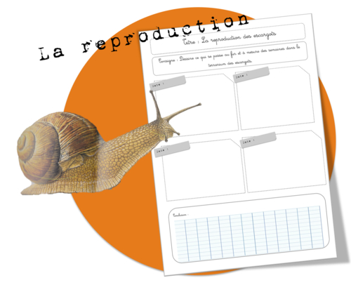 Sciences : la reproduction des escargots