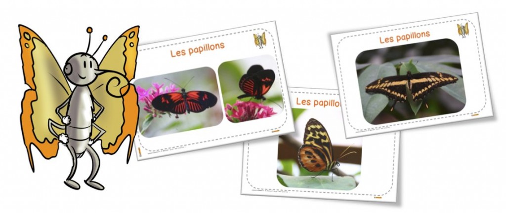 Sciences/Elevage : les papillons | Bout de Gomme